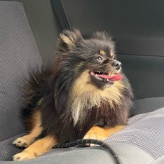 Garde de chien à Soissons : Les meilleurs services de garde canine